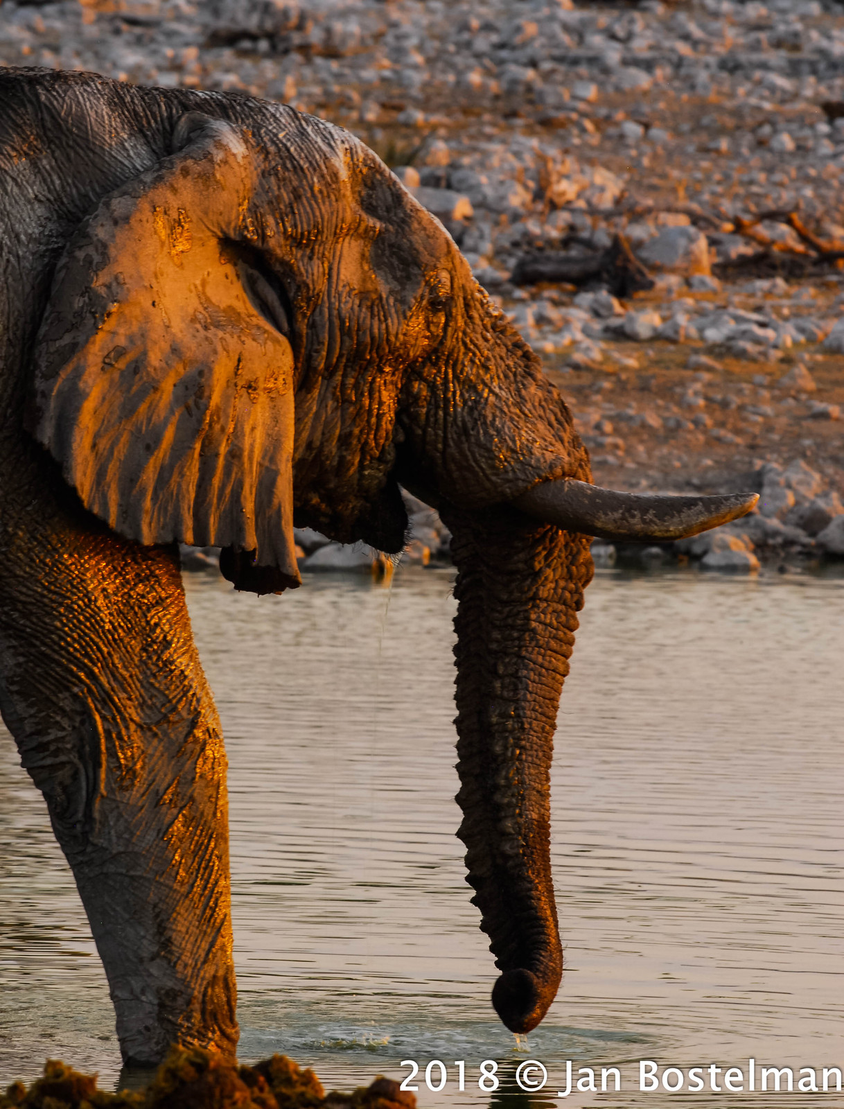 Elephant at Etosha Water