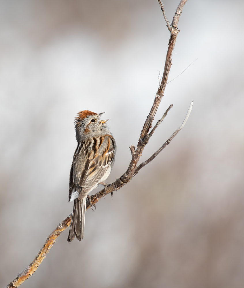 American Tree Sparrow