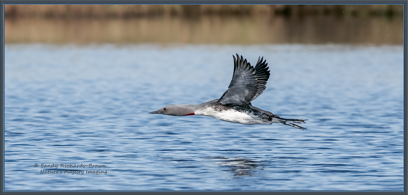 Red-Throated Loon