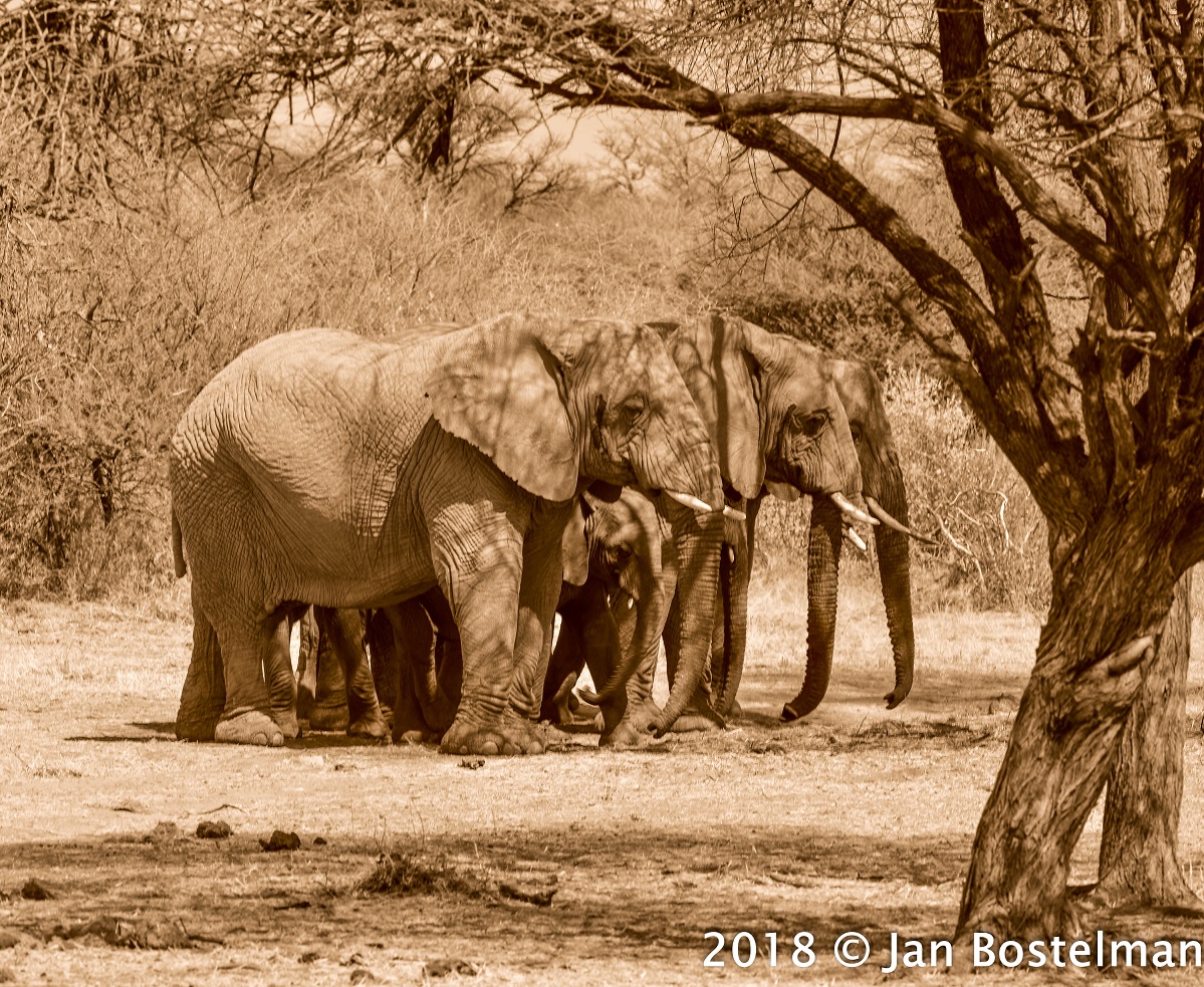 Mt. Etjo Elephants