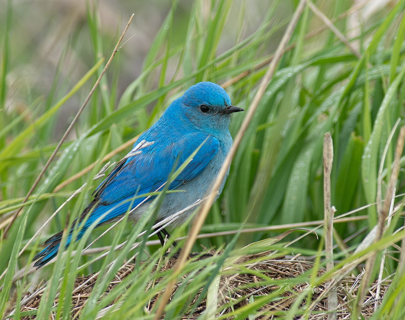 Mountain Bluebird