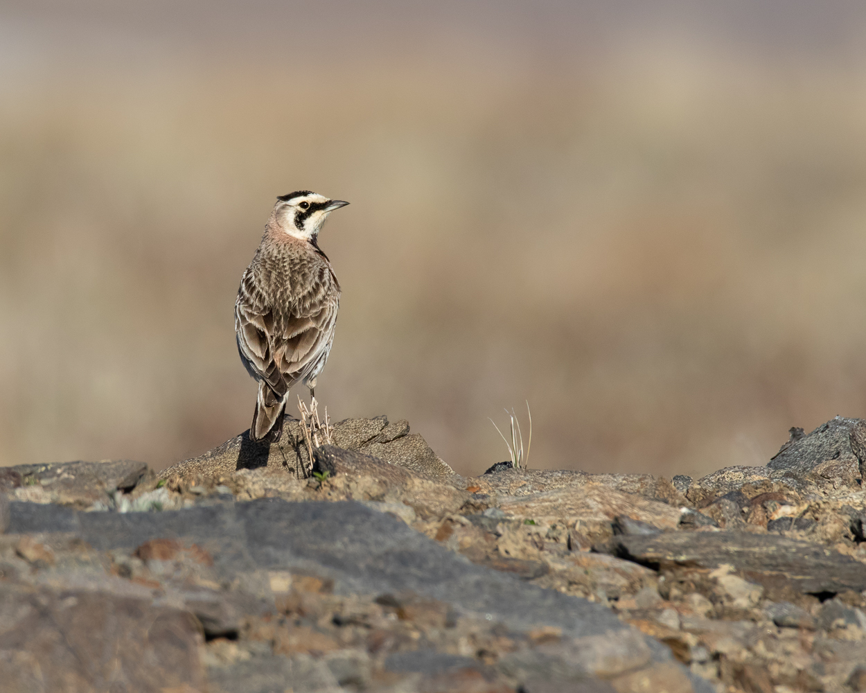 Horned Lark