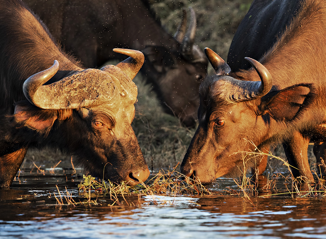 Cape Buffalo