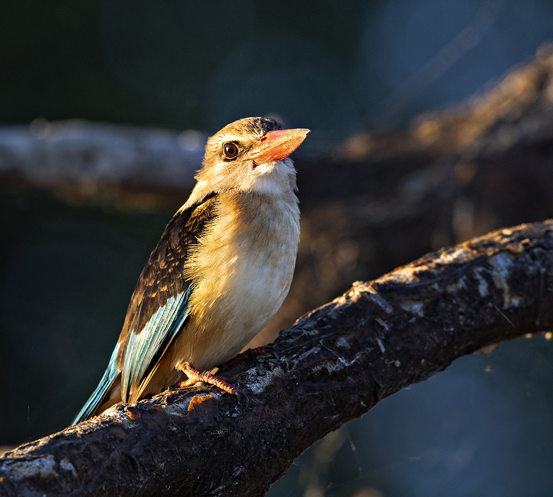 Kingfisher at Dawn