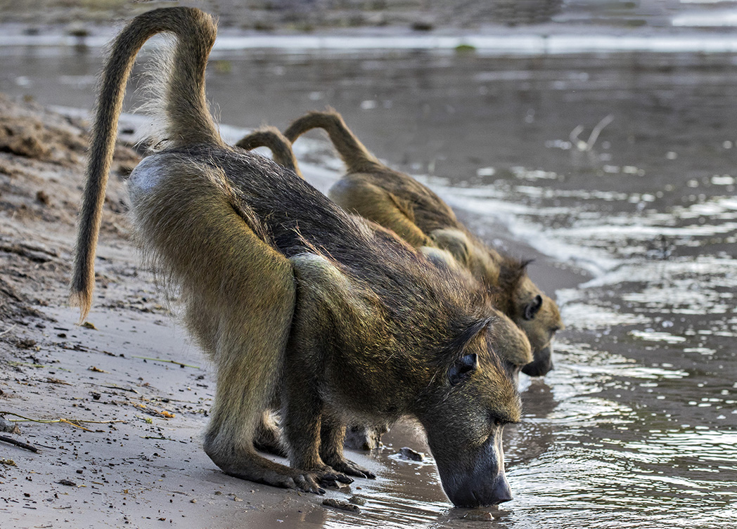 Bellying Up to the Bar