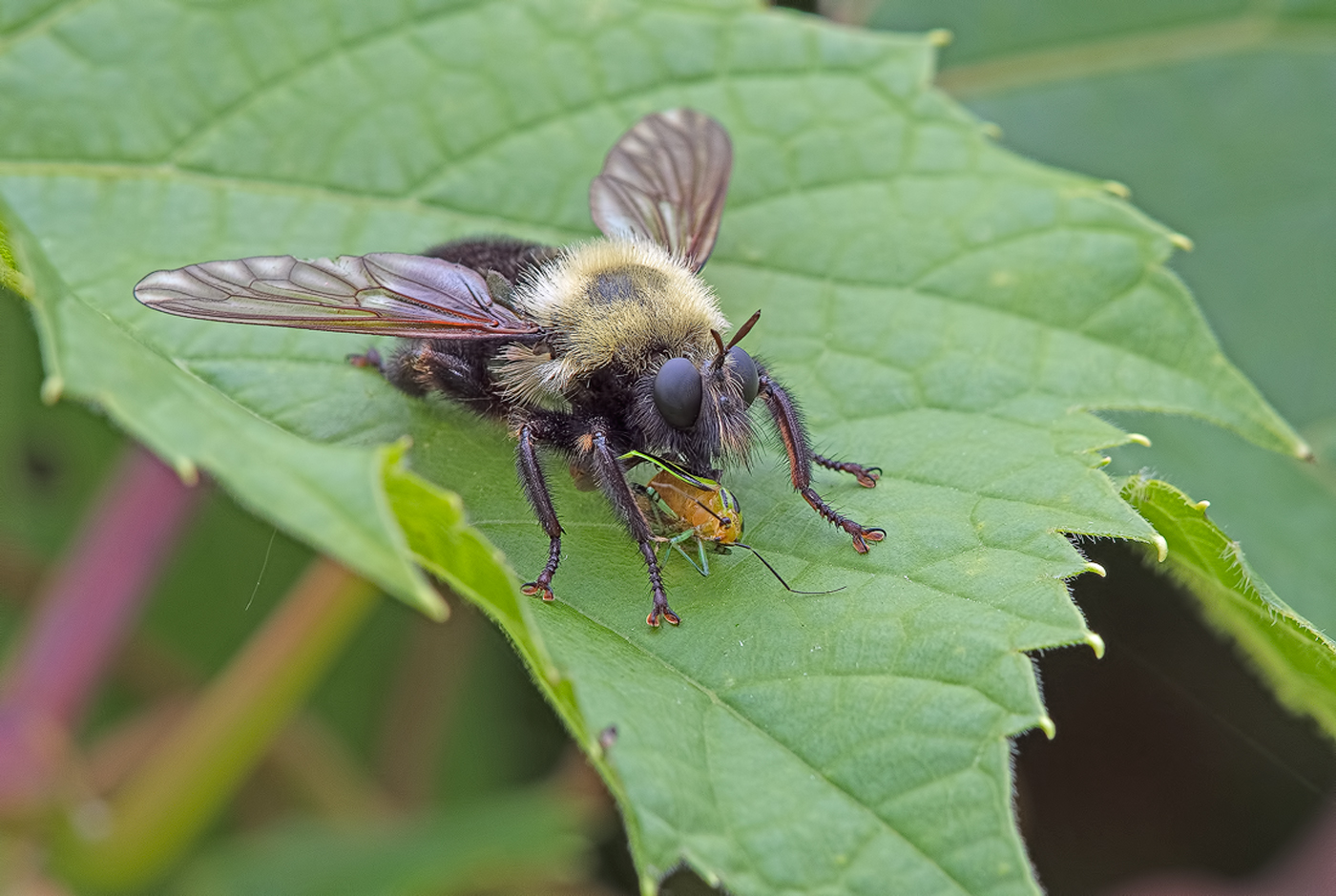 Laphria thoracica & Prey