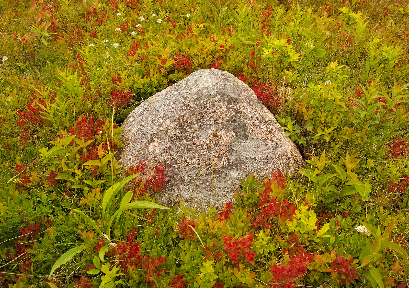 Boulder and Grasses