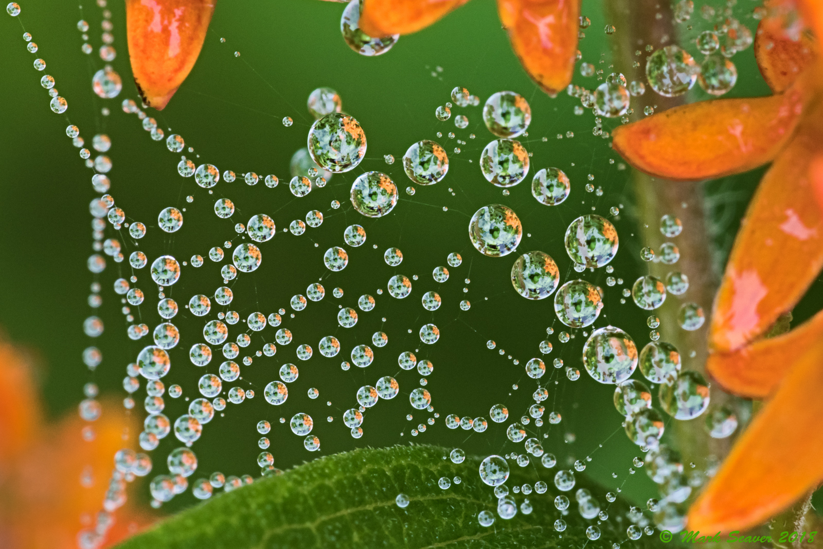 Web Space