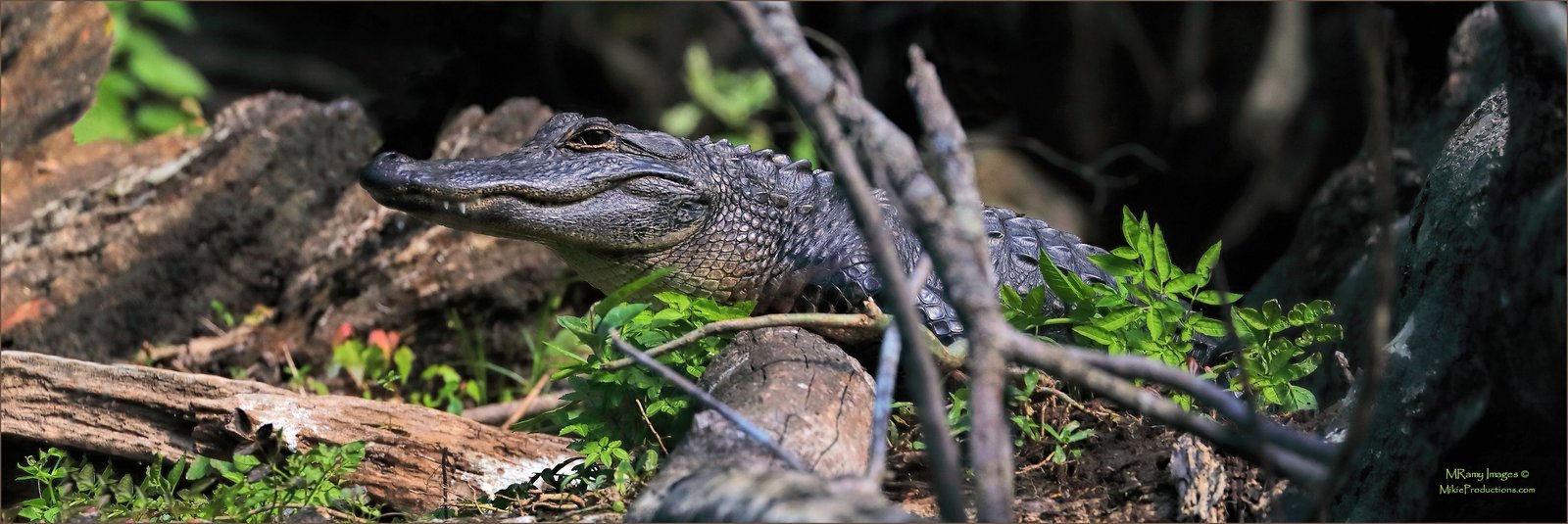 Florida Gator 