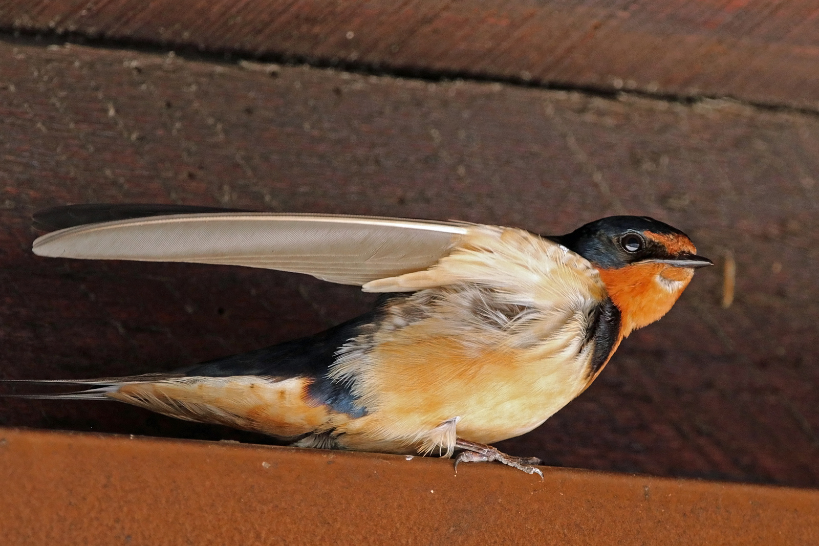 Barn swallow