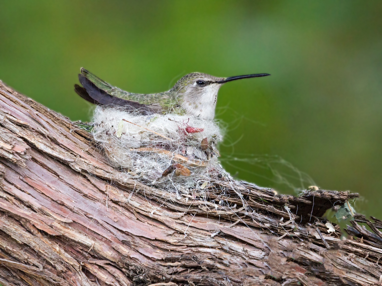 Bird Gallery 2