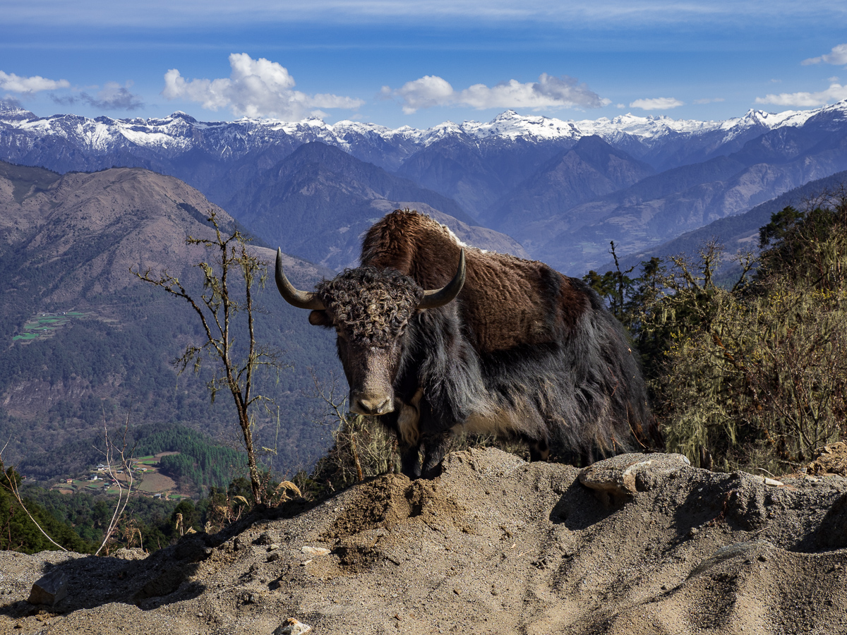 Yak
