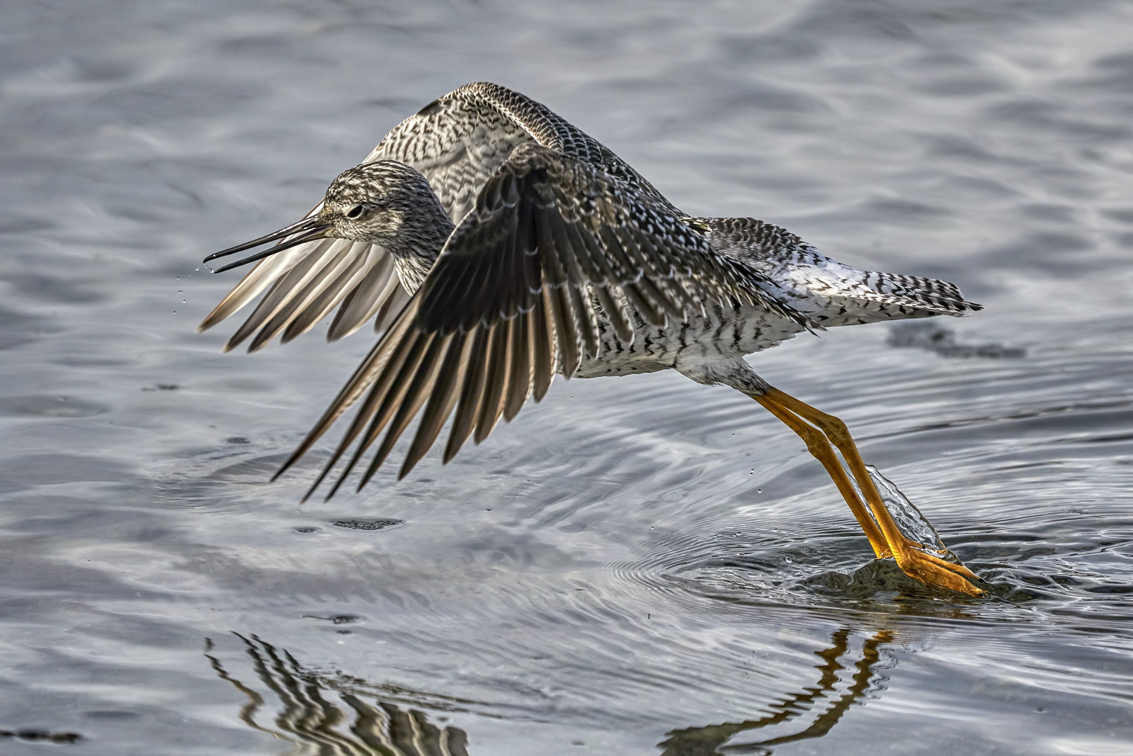 Lesser Yellowlegs