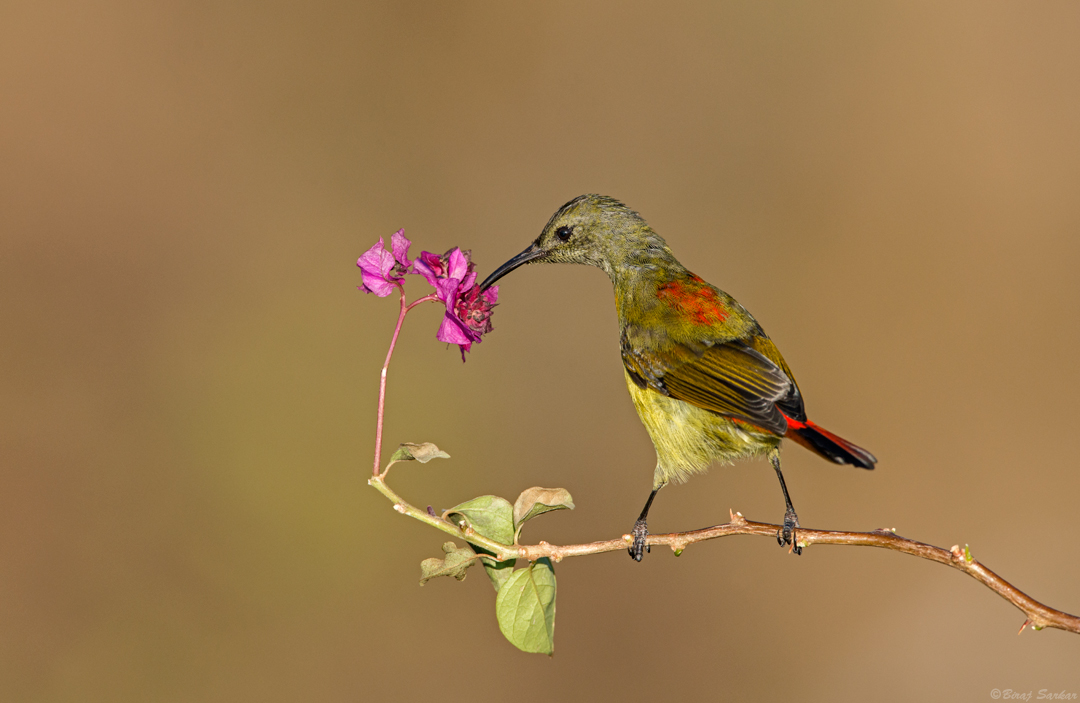 fire-tailed sunbird