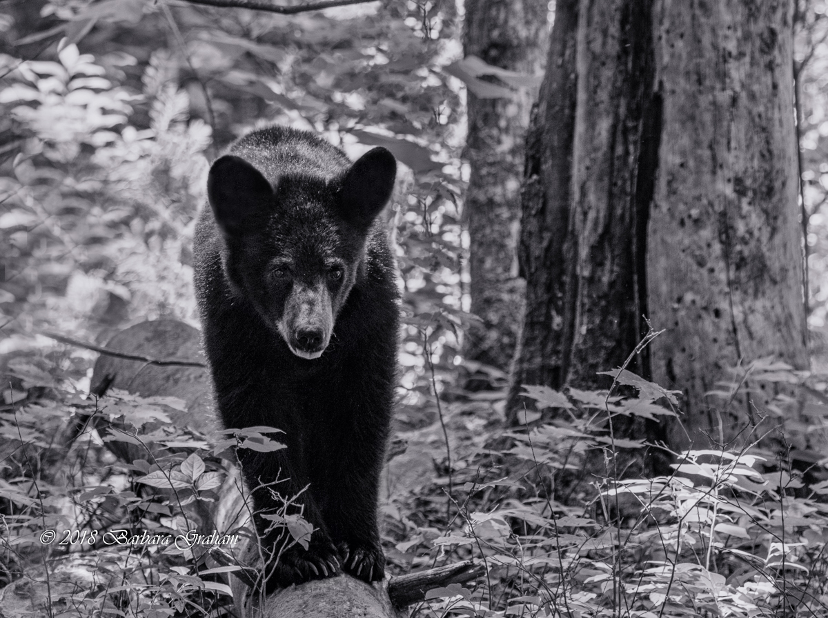 Black Bear
