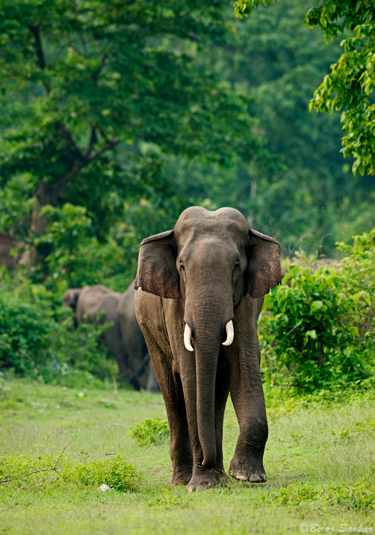 asian elephant
