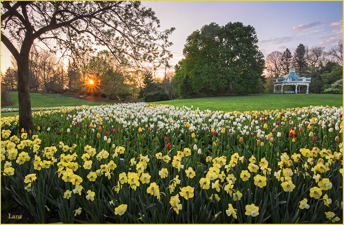 Garden Sunrise (WC)