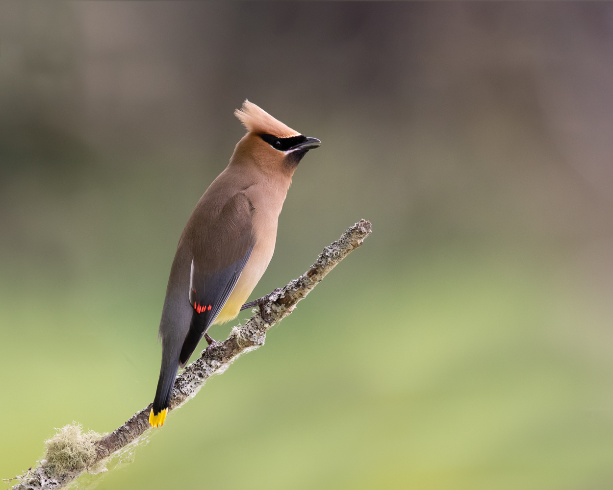 Cedar Waxwing