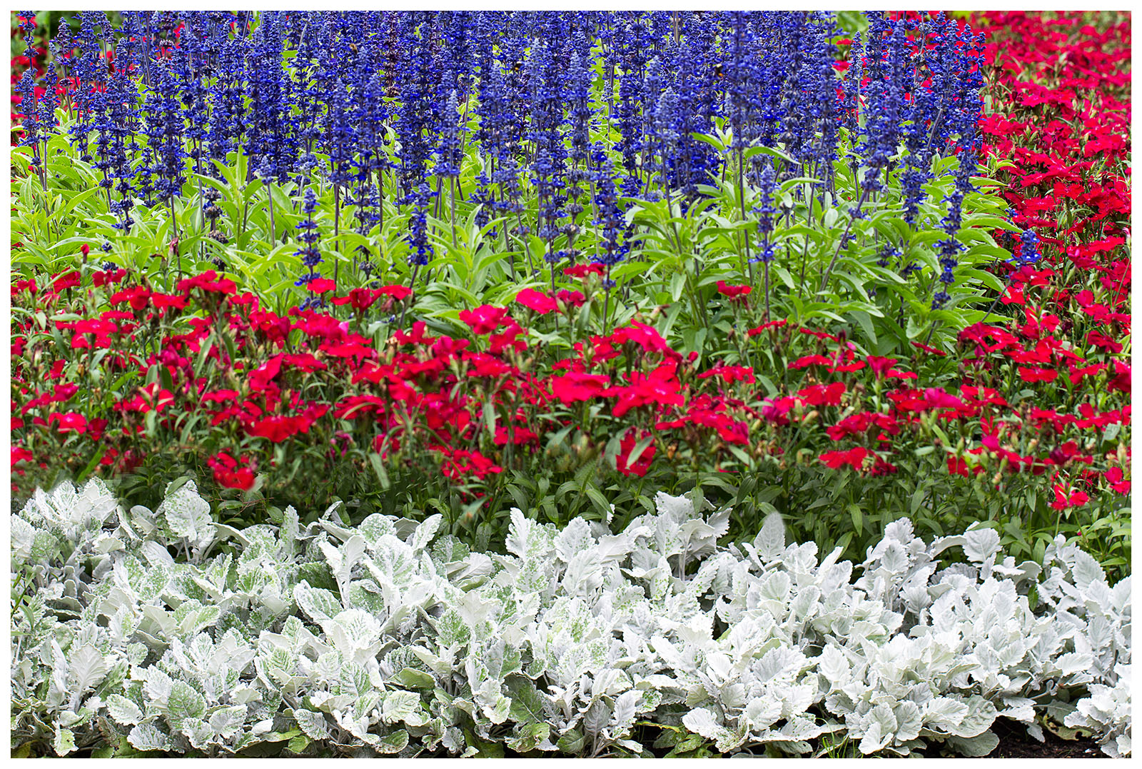 RWB Flowers