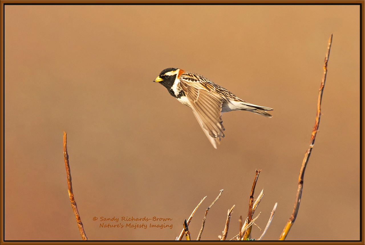 Flying Lapland Longspur
