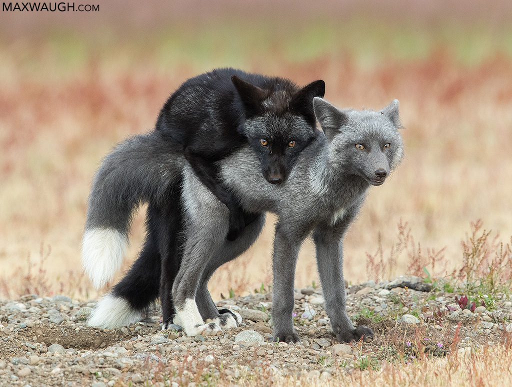 Playful Fox Kits