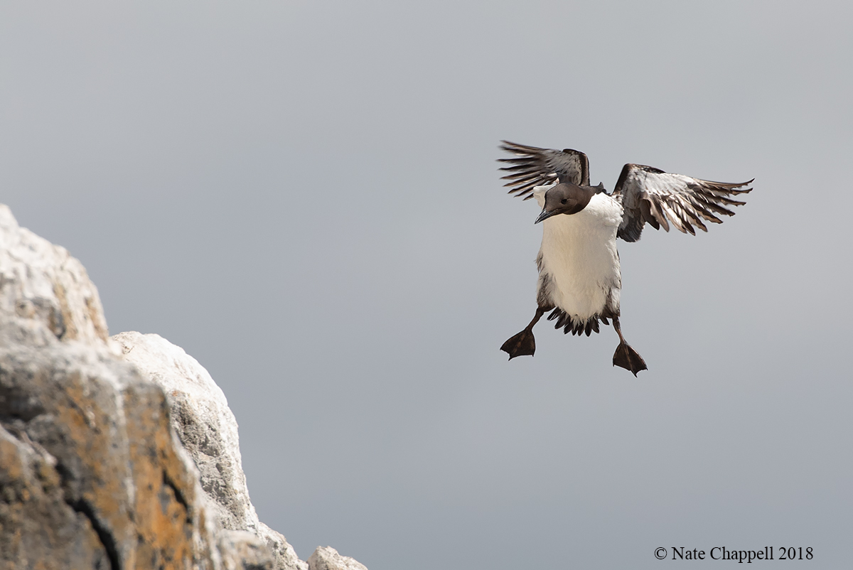 Common Murre Landing 