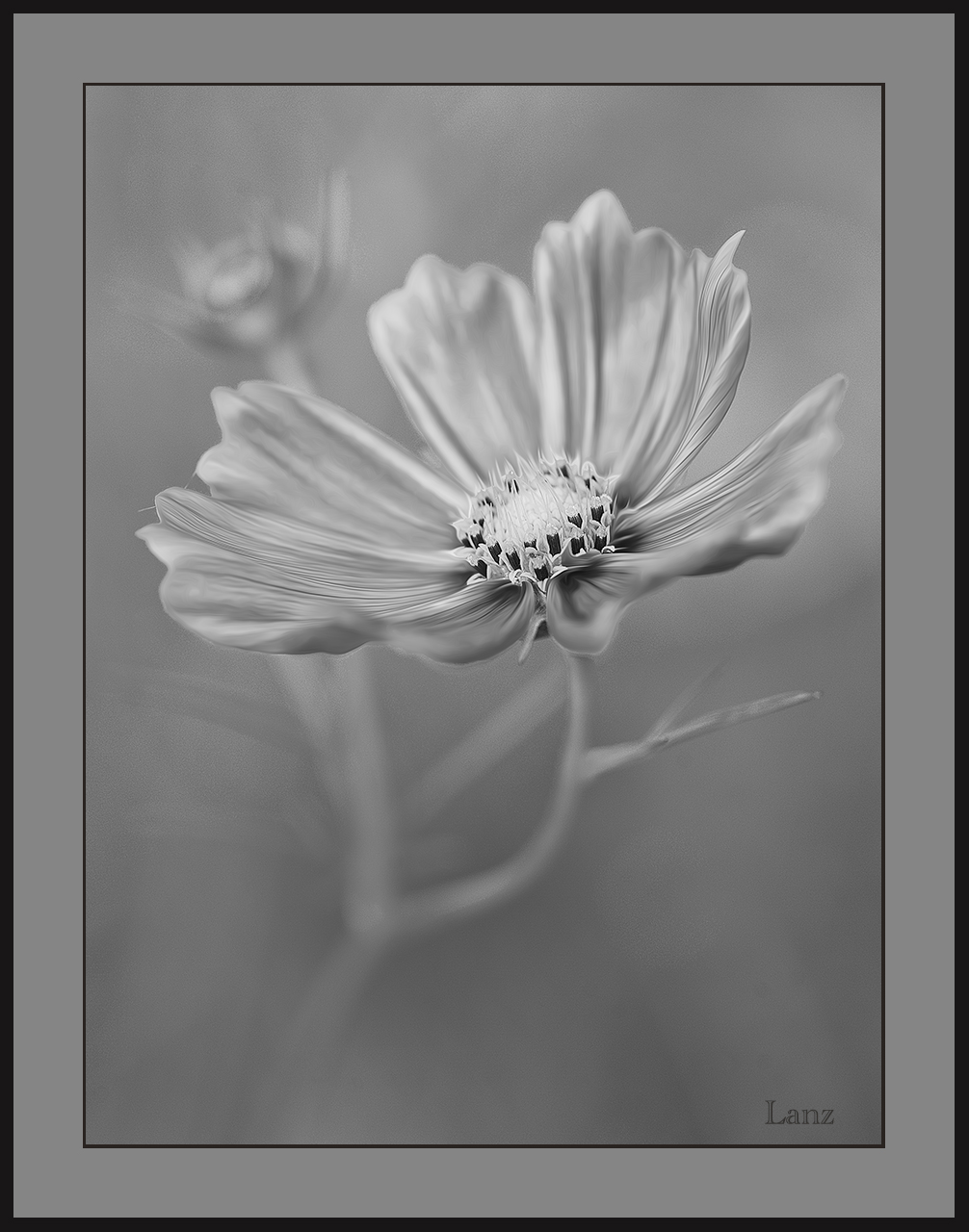 Cosmos BW