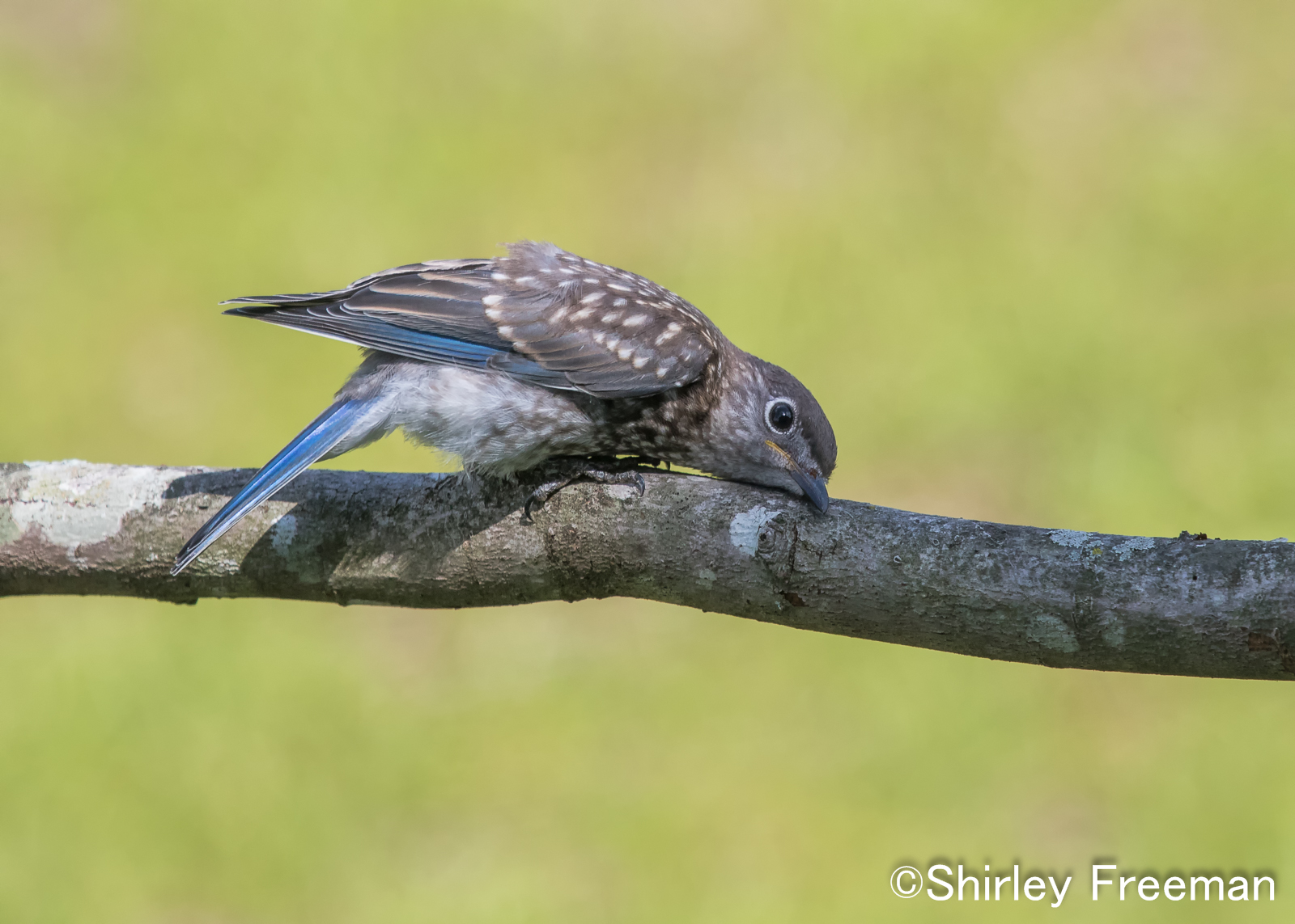 Baby Bluebird