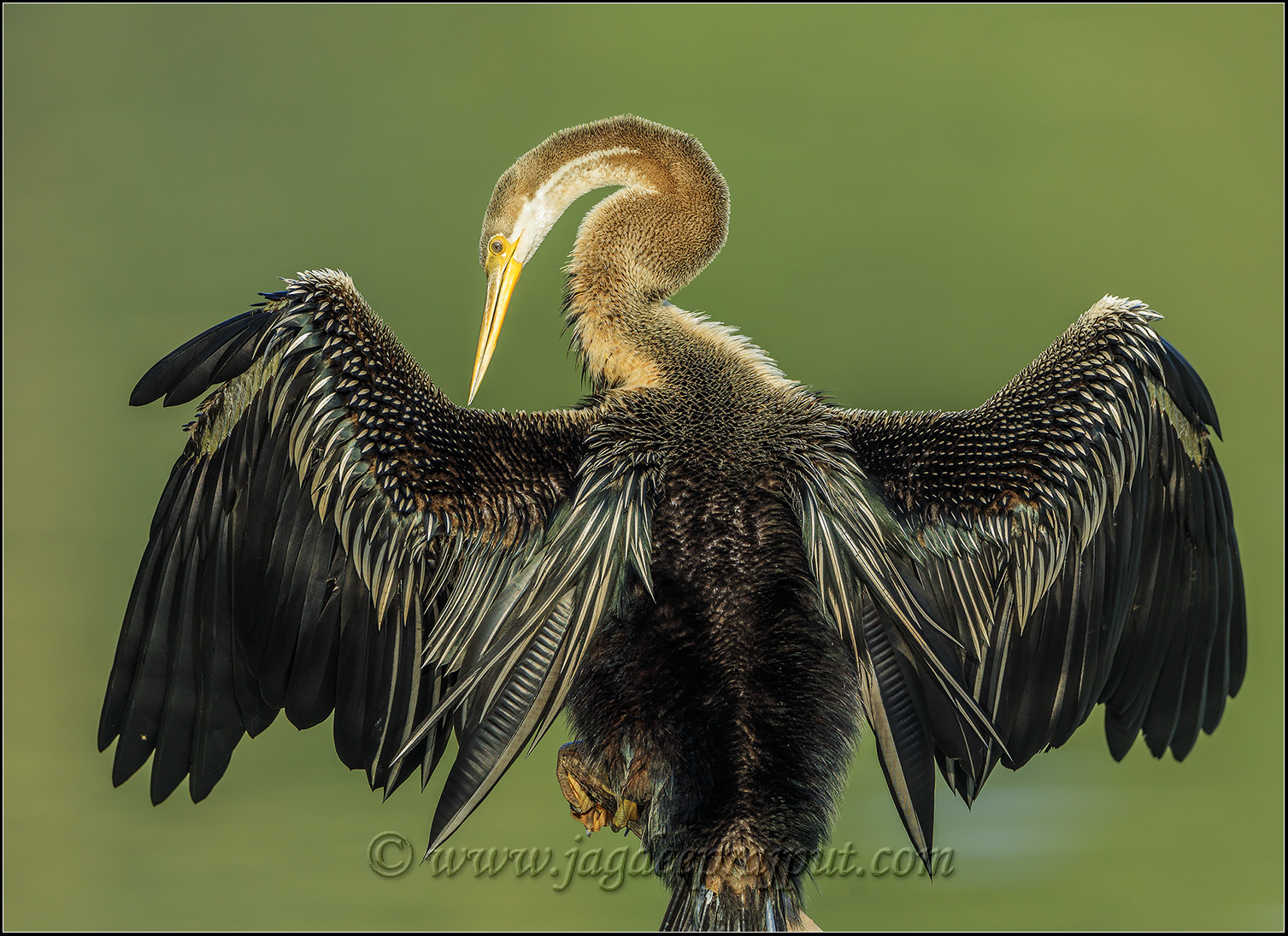 Indian Darter