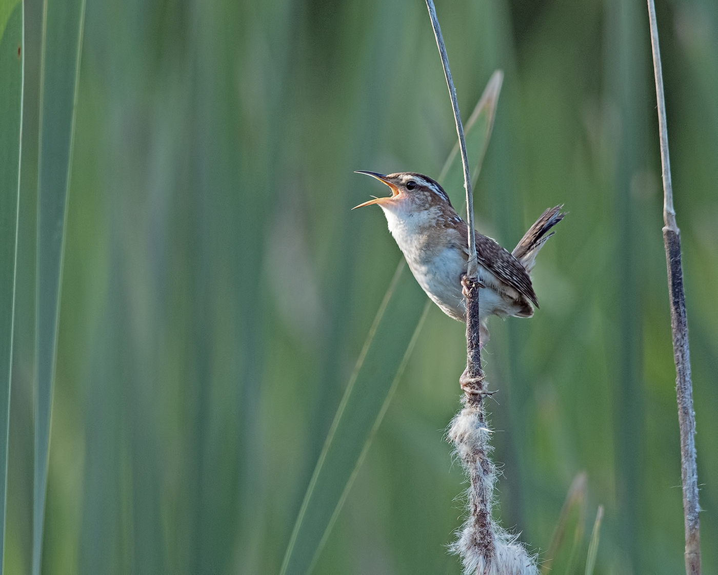 Marsh Wren