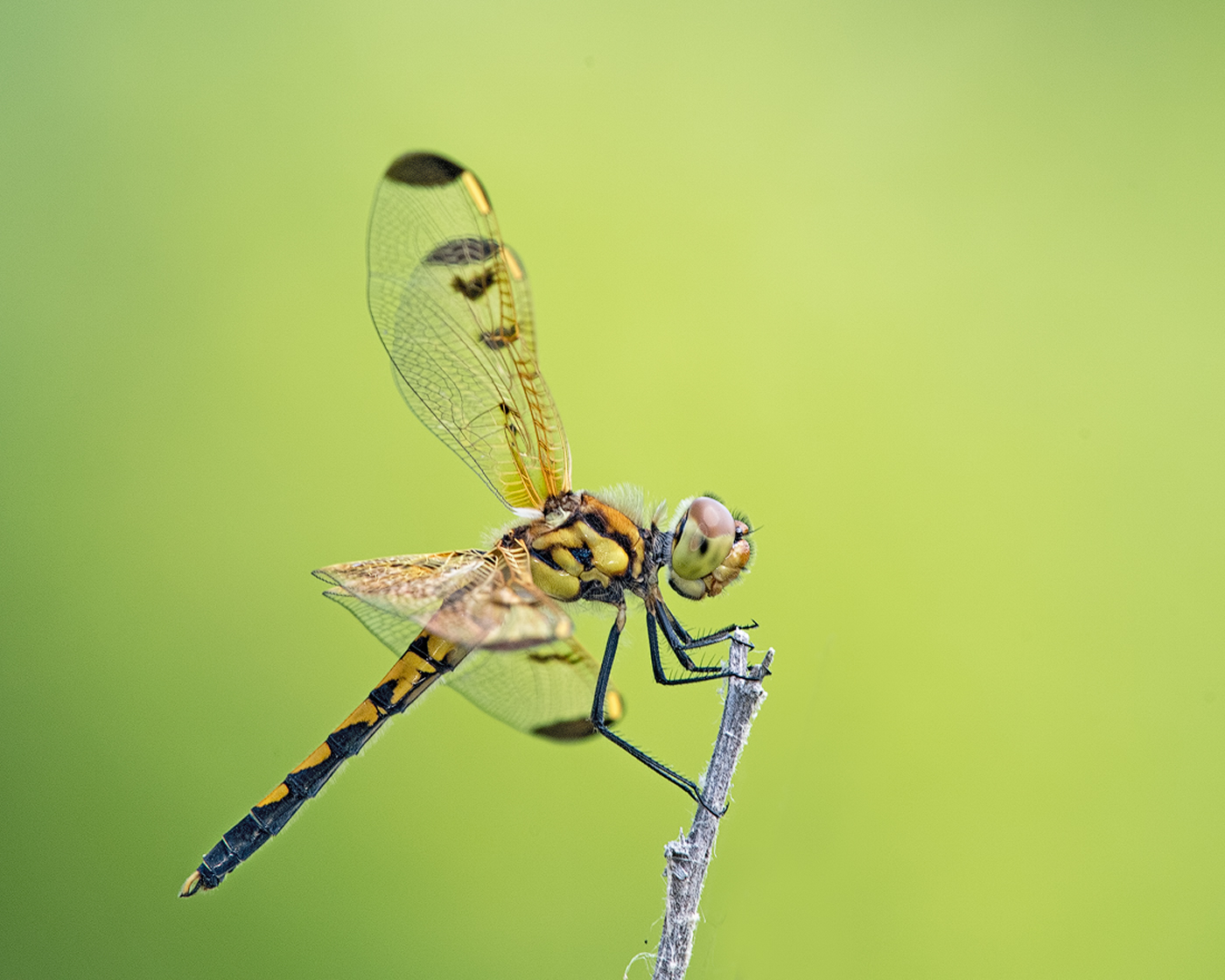 Calico Pennant