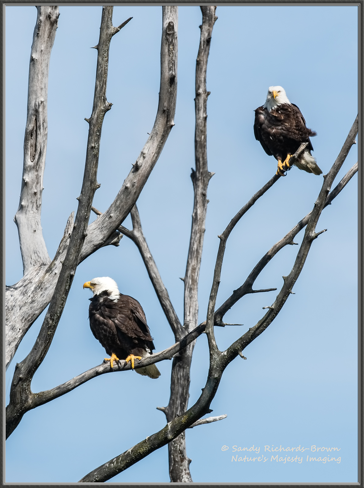 Eagles + Habitat / re-edit
