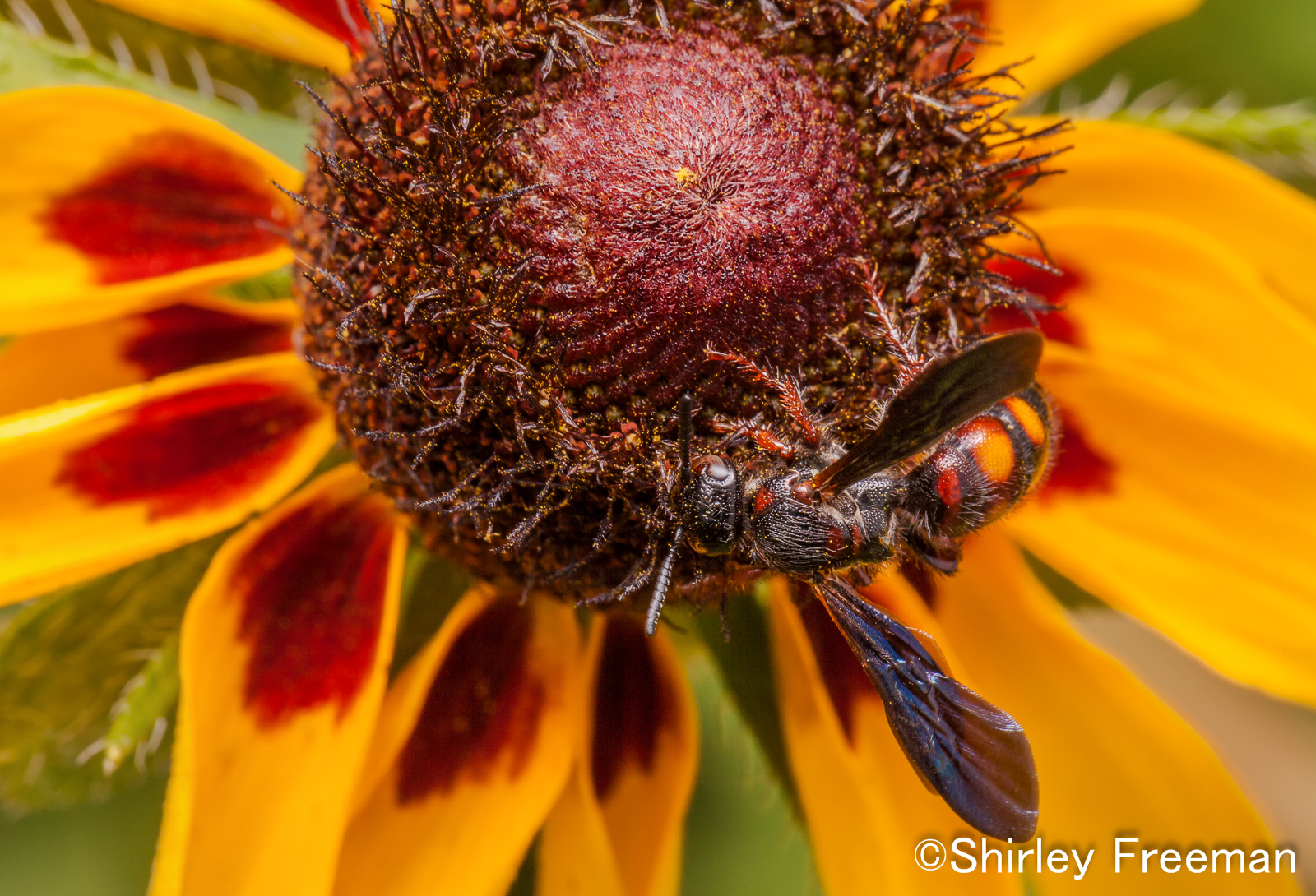 Blue-winged Wasp