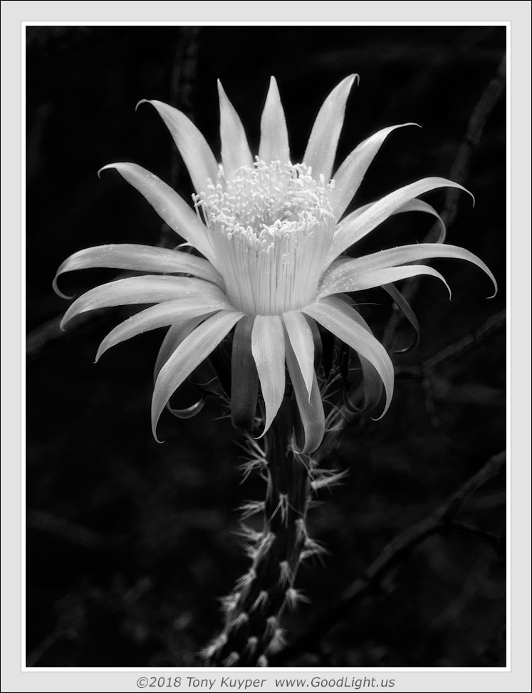 Cereus Monochrome