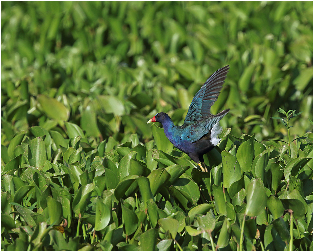 Gallinule Among Hyacinth