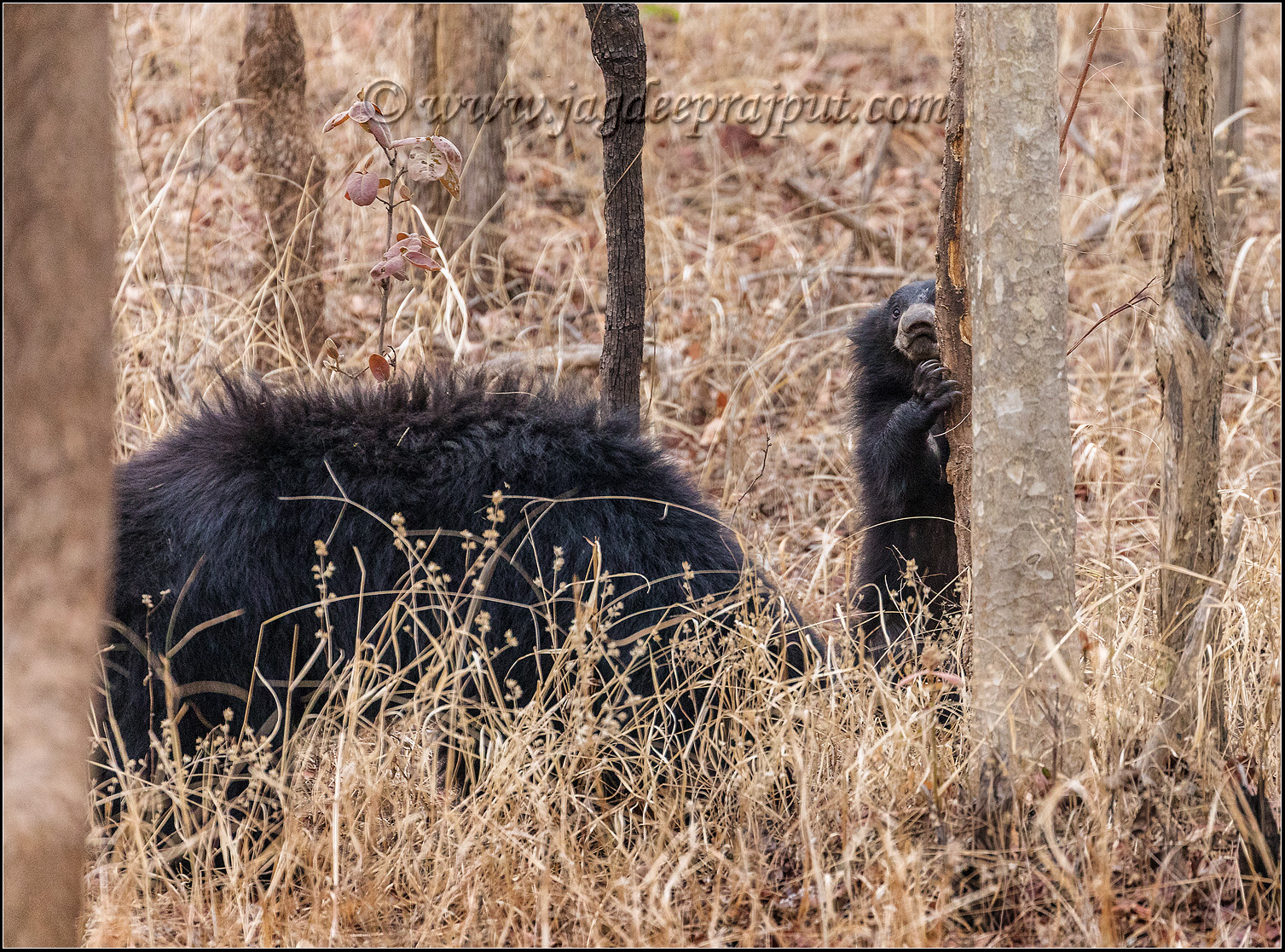 Sloth Bear & young one