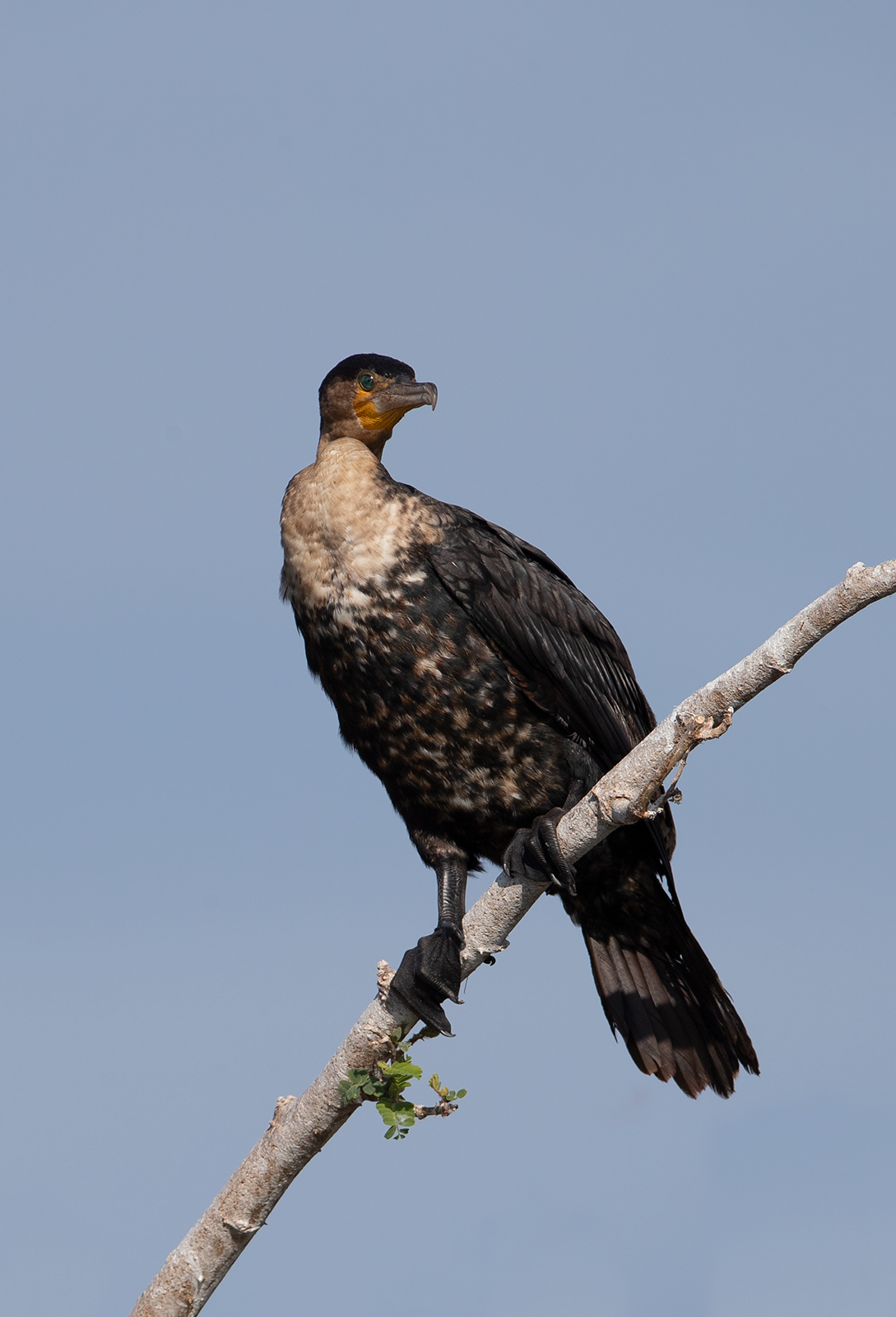 African Darter