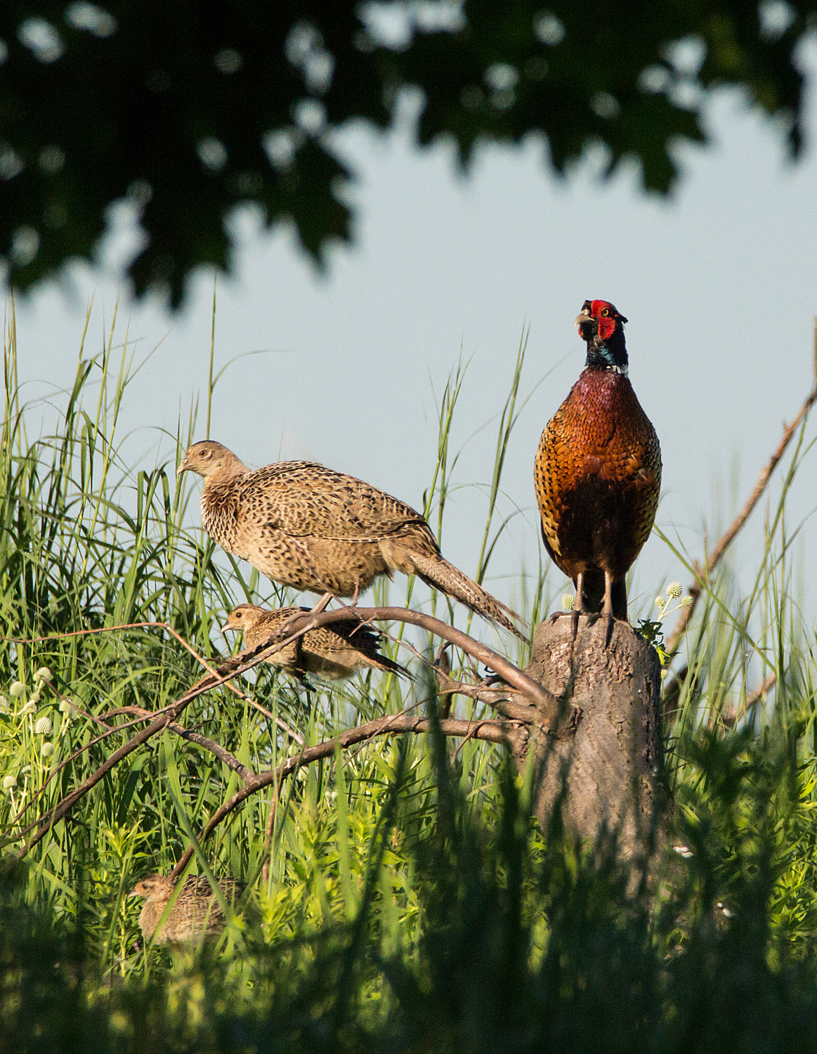 Pheasant Family