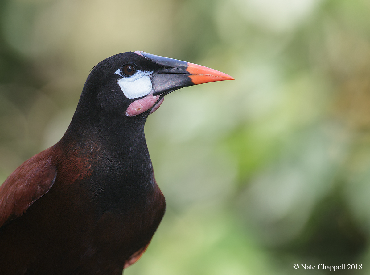Montezuma Oropendola 