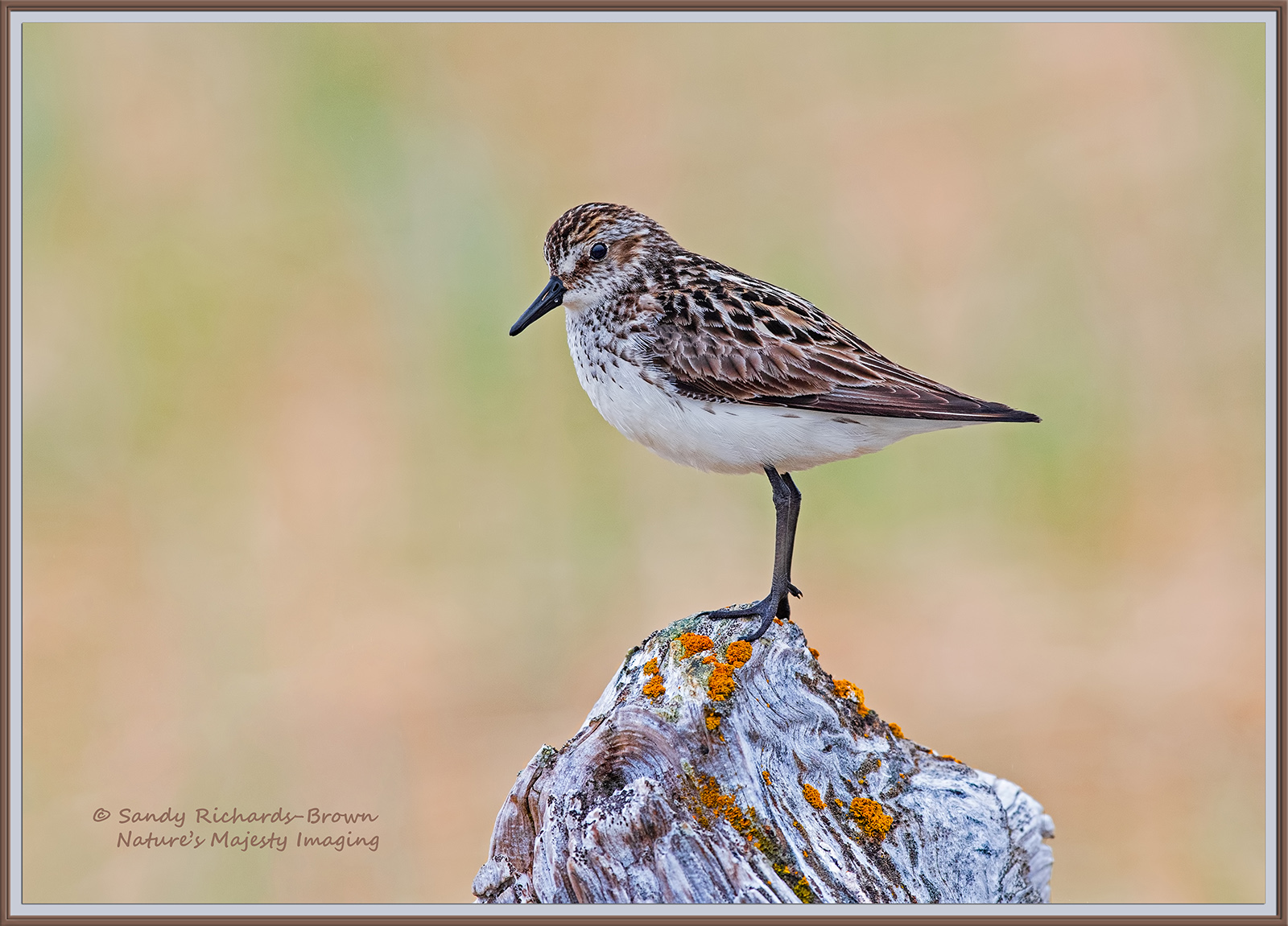 Western Sandpiper