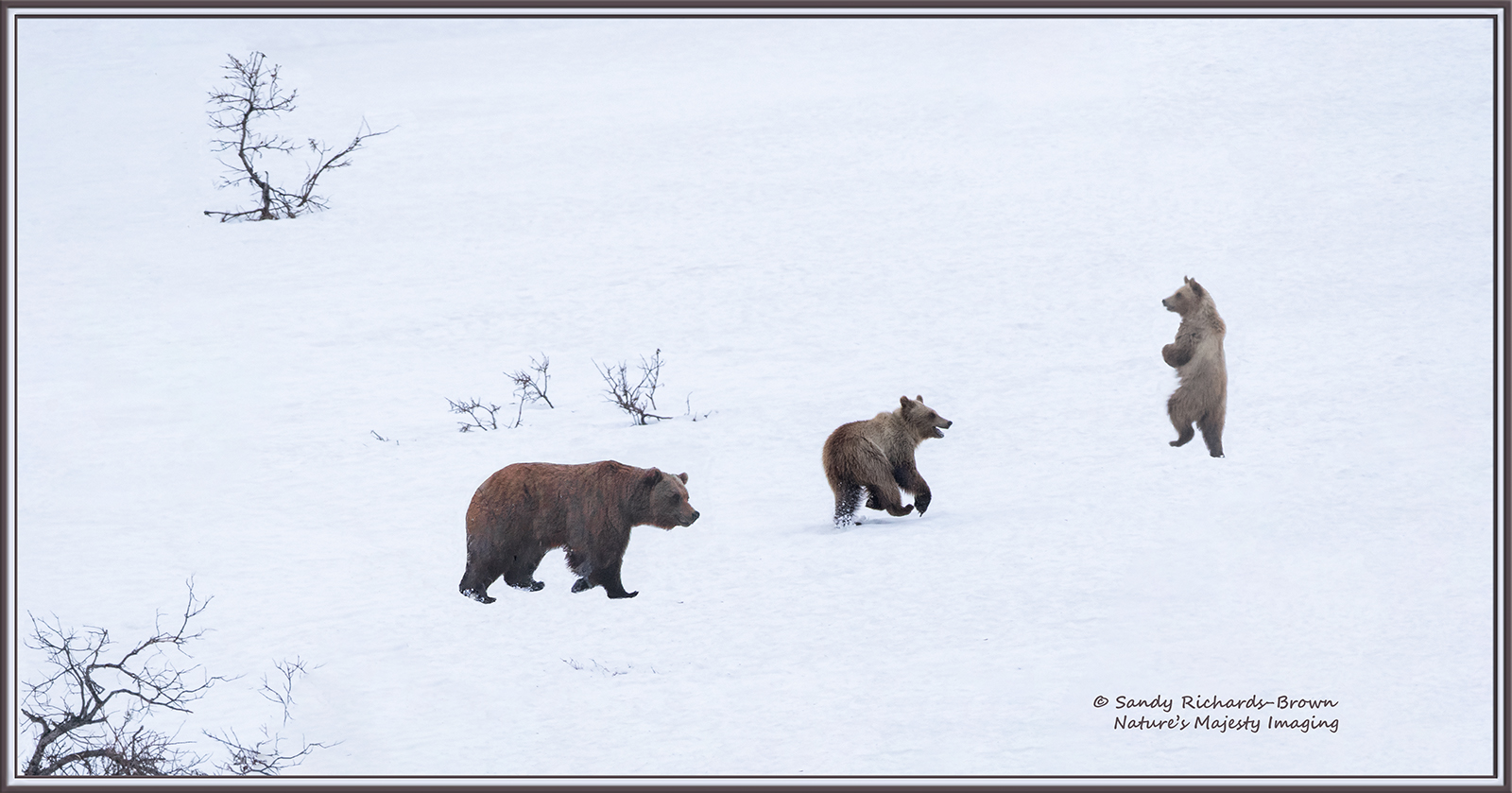 Playful Cubs  