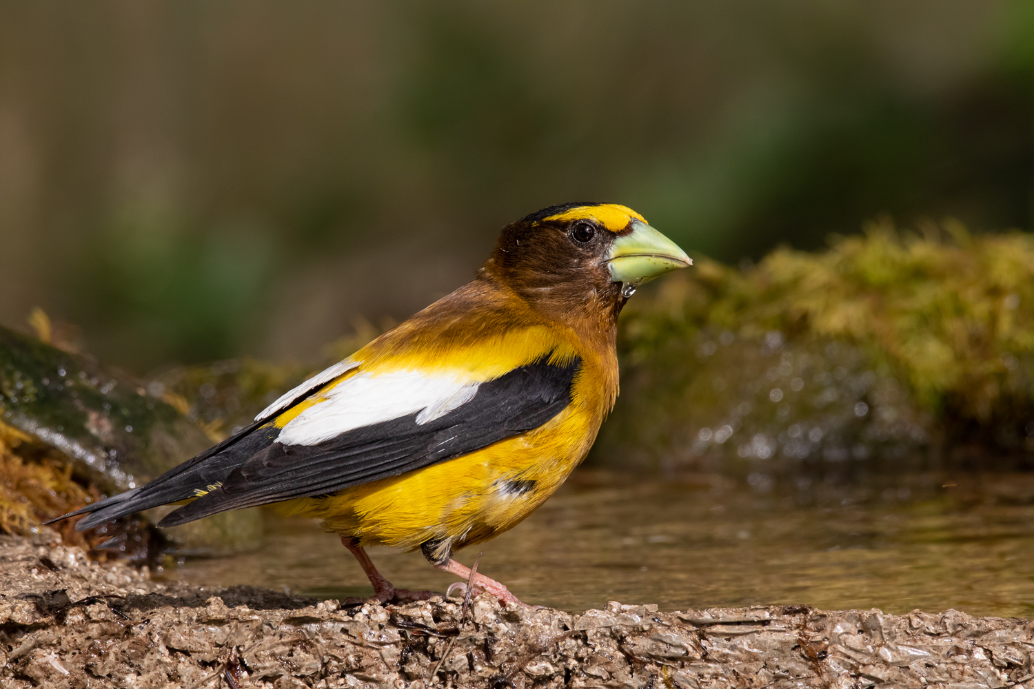 Male Evening Grosbeak