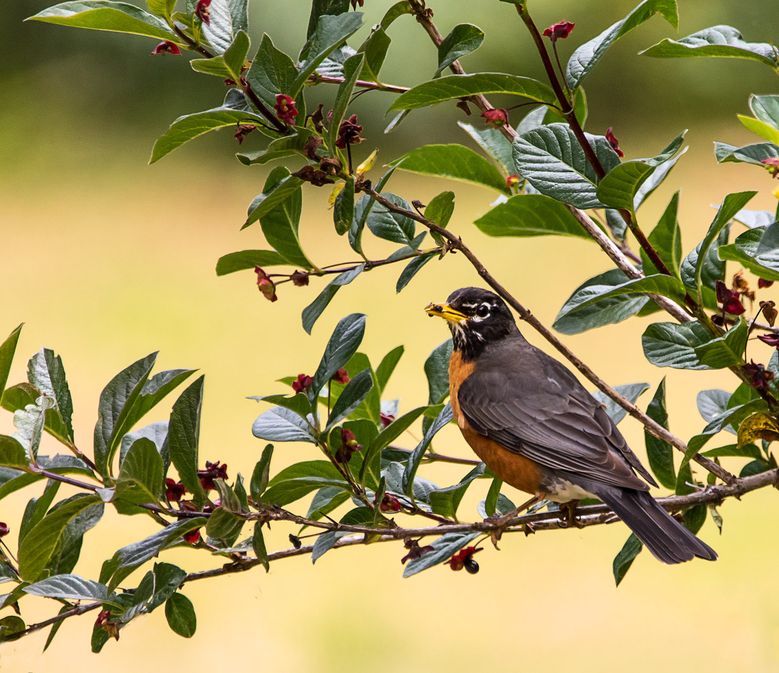 American Robin