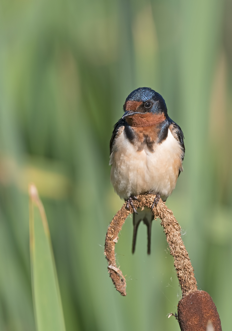 Barn Swallow