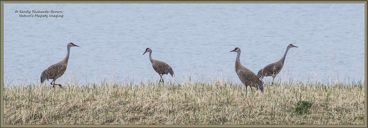 Arctic Sandhills