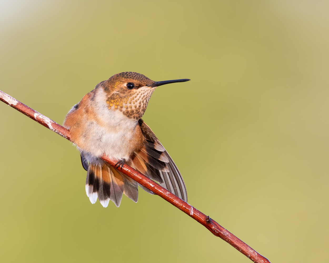 Rufous Hummingbird