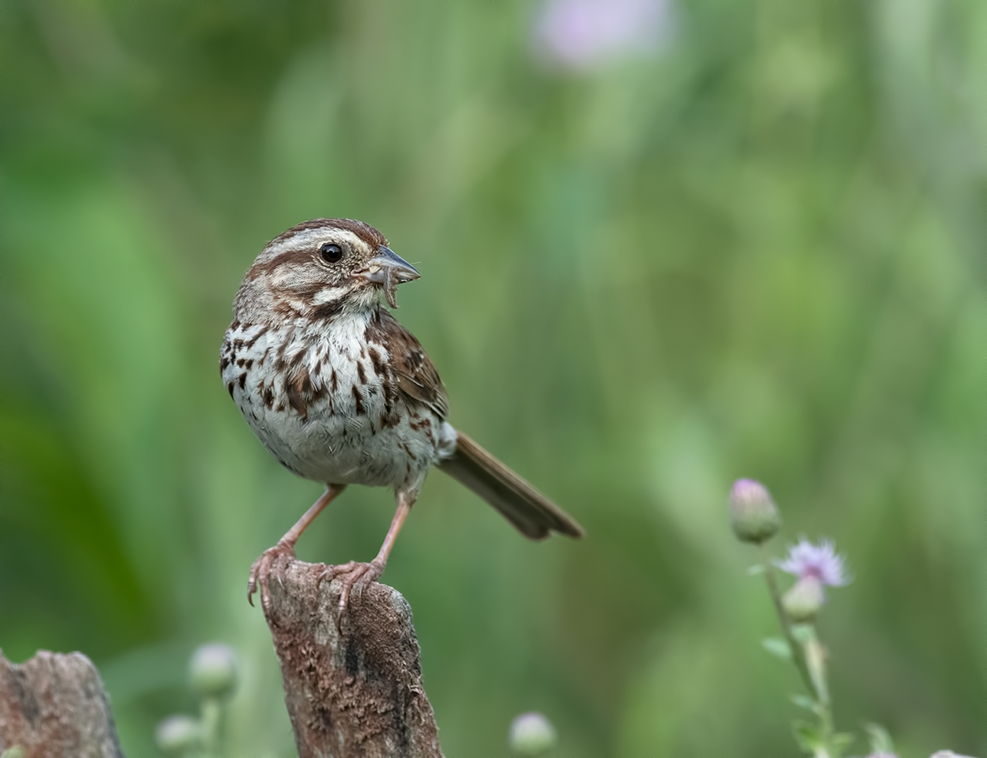 Song Sparrow