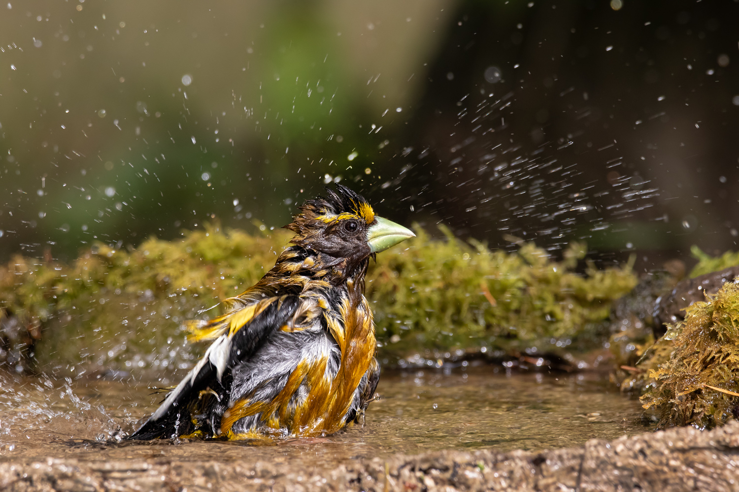 Wet and Wild