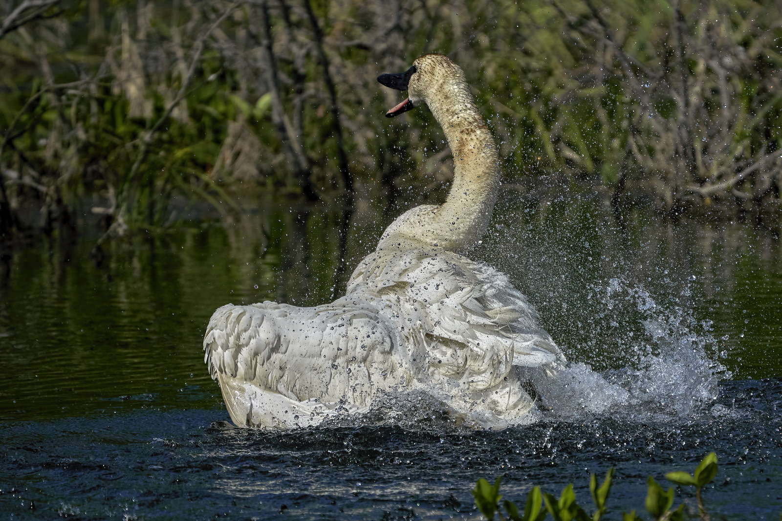 The Joy of Splashing