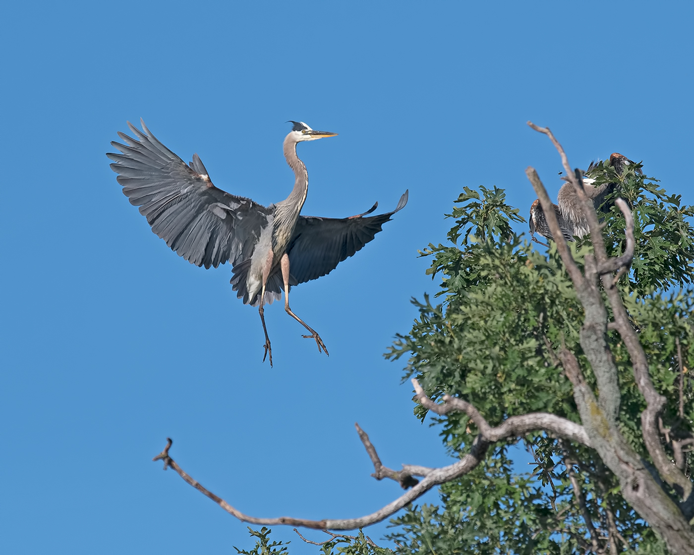 GBH Landing